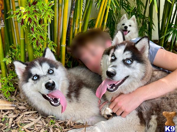 Siberian Husky dog